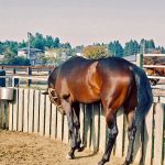 リピーター率ナンバーワン！？競馬情報サイトの暴露王とは？